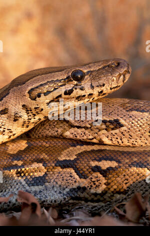 photo of an African rock python in late evening light Stock Photo