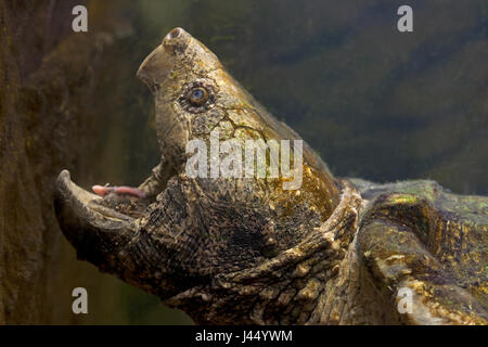 Close-up of an Alligator snapping turtle