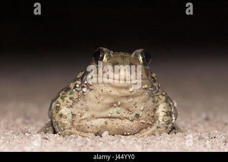 photo of an Eastern spadefoot toad on sand Stock Photo