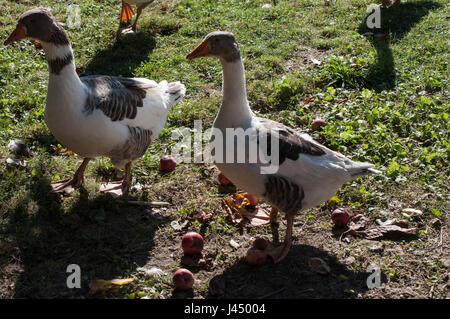 Spotted goose on a farm in Gülpe, Western Havelland, Brandenburg, Germany. Pommengänse auf einem Hof in Gülpe, Westhavelland. Stock Photo