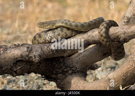 photo of a dice snake basking on a dead tree on the shore of a lake Stock Photo