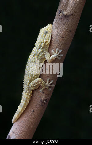 photo of a moorish gecko on a tree branch Stock Photo