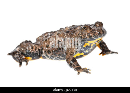 rendered photo of a yellow-bellied toad (bombina variegata) Stock Photo