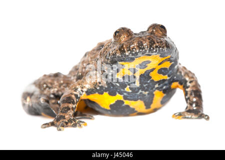 rendered photo of a yellow-bellied toad (bombina variegata) Stock Photo