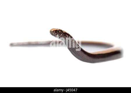 rendered photo of a slow worm (anguis fragilis) Stock Photo