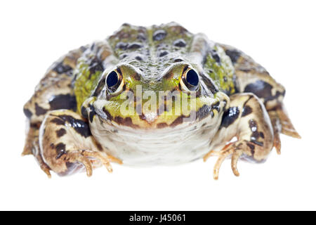 rendered photo of a common edible frog (green frog) Stock Photo