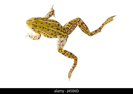 rendered photo of a swimming common edible frog (green frog) Stock Photo