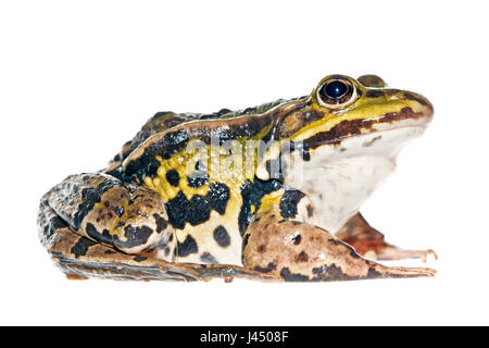 rendered photo of a common edible frog (green frog) Stock Photo