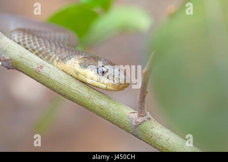 photo of an Aesculapian snake climbing in a tree Stock Photo
