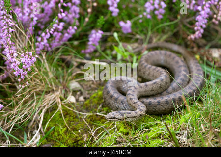 photo of a smooth snake between flowering heather Stock Photo