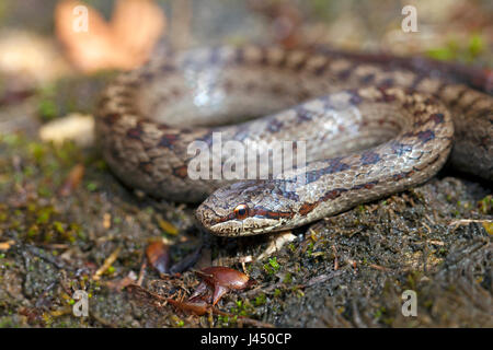 portrait of a smooth snake Stock Photo