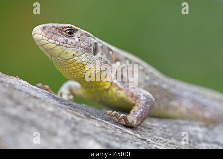 portrait of a sand lizard Stock Photo