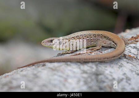 portrait of a sand lizard Stock Photo