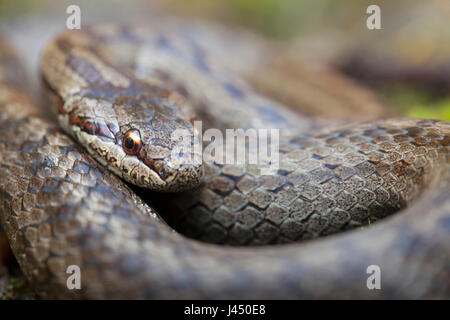 portrait of a smooth snake Stock Photo
