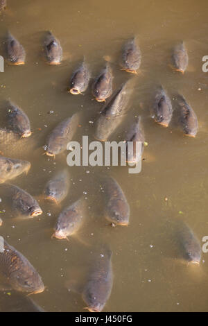 photo of a group of carps feeding on the surface Stock Photo