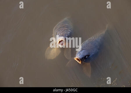 photo of two European carps at the surface Stock Photo