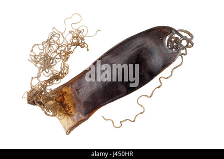 Egg of lesser spotted dogfish isolated against a white background Stock Photo