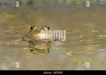 marsh frog in the water Stock Photo
