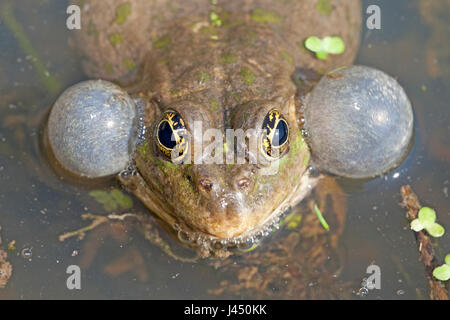 Marsh frog calling