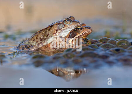 pair common frogs in the water between frog spawn