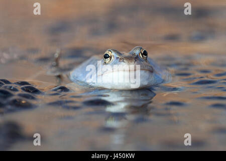 portrait of a blue male moor frog Stock Photo