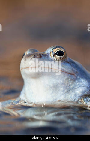 portrait of a blue male moor frog Stock Photo