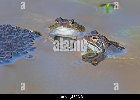 Duo common frogs near frog spawn Stock Photo