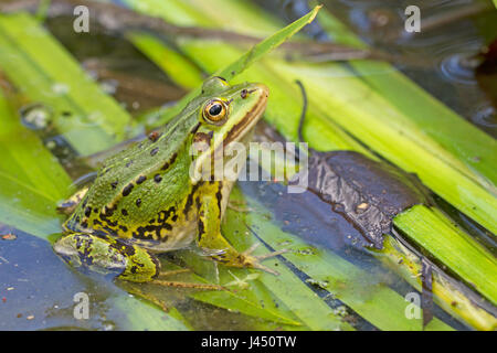 Pool frog (Rana lessonae) resting on branches in the water Stock Photo