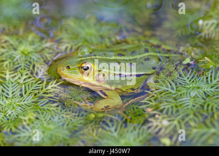 Pool frog in the water Stock Photo