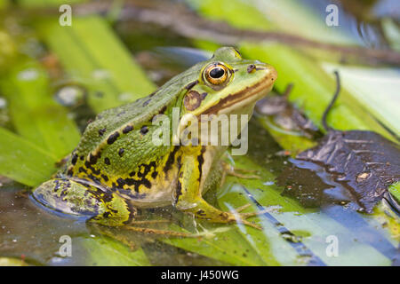 Pool frog resting on stalks in the water Stock Photo