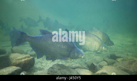 group of common bream Stock Photo