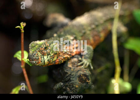 Chinese Crocodile Lizard on wood Stock Photo