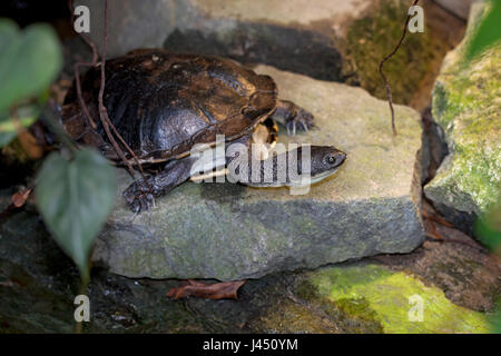 eastern long-necked turtle basking on rock Stock Photo