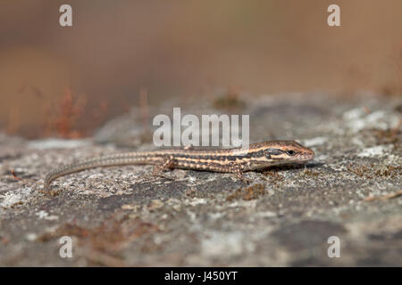juvenile common wall lizard on wall Stock Photo