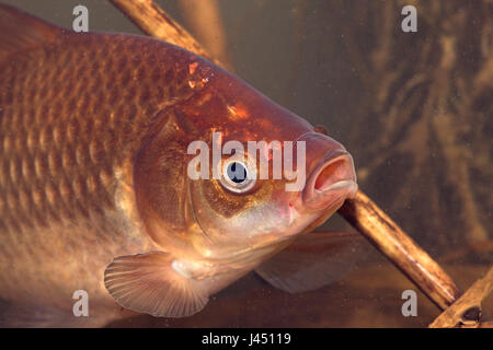 portrait of a gibel carp underwater Stock Photo