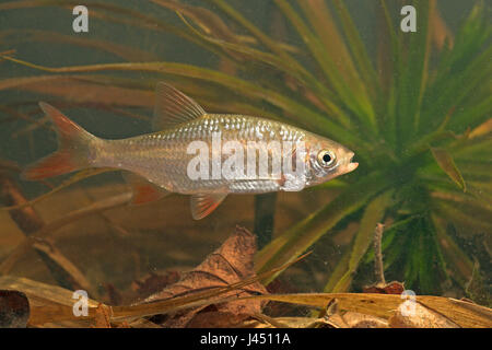 sideview of a swimming rudd with Water soldier in the background Stock Photo