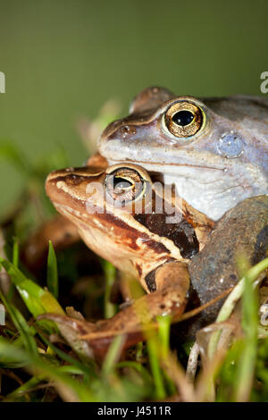 portrait of pair of moor frogs in grass Stock Photo
