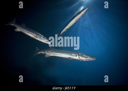 barracuda's photographed from below Stock Photo