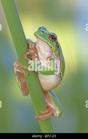 common tree frog on reed Stock Photo