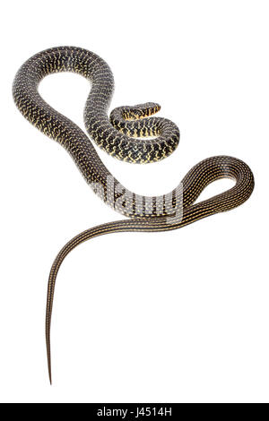 Western whip snake photographed on a white background Stock Photo