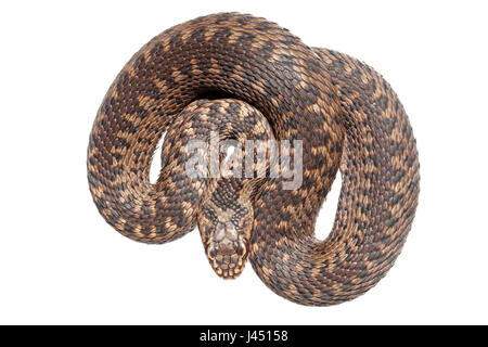 photo of a subadult common viper against a white background Stock Photo