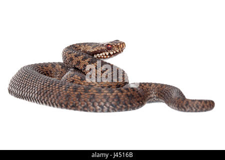 photo of a subadult common viper against a white background Stock Photo