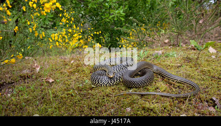 adult western whip snake on the ground Stock Photo