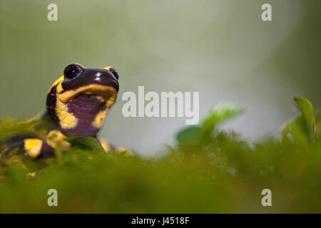 portrait of a fire salamander Stock Photo