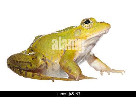 Pool frog isolated on white background Stock Photo