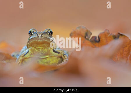 common frog between autumn leaves Stock Photo