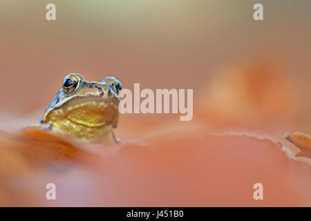 common frog between autumn leaves Stock Photo