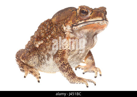 common indian toad isolated against a white background Stock Photo