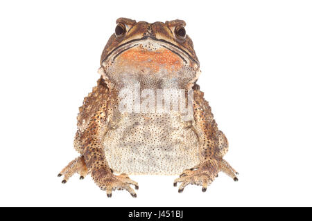 common indian toad isolated against a white background Stock Photo