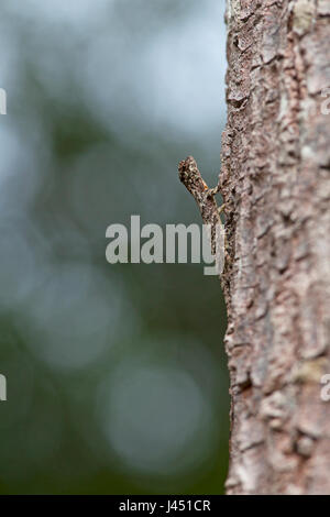 spotted flying dragon on a tree Stock Photo